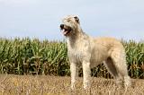 IRISH WOLFHOUND 137